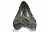 Fossil Megalodon Tooth - South Carolina #168109-1